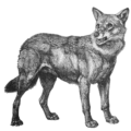 wolf wolf 2 free clipart