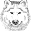 wolf wolf head sketch free clipart