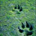 wolf wolf tracks free clipart