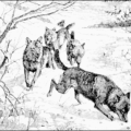 wolf wolves free clipart