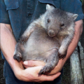 wombat free clipart