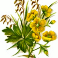 yellow wildflower free clipart