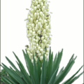 yucca flowering free clipart