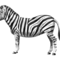 zebra bw free clipart