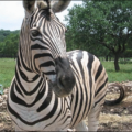 zebra face free clipart