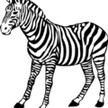 zebra free clipart