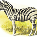 zebra illustration free clipart