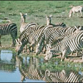 zebras drink water free clipart