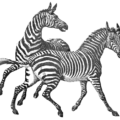 zebras free clipart